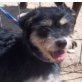 Larry, Schnauzer-Terrier-Mix, (n.n.)kastr.,geb.12/11 Welpen - Rüde