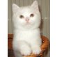 Lars, Britisch Kurzhaarkatze - Kater