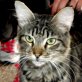 Lasco, Tiger - Kater