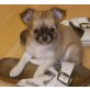 Lasie, Chihuahua langhaariger Schlag - Hündin