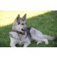 Laska, Schäfer-Husky Mischling - Hündin