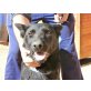 Laska, sehr lieb - Hündin