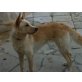 Lassi, Golden Retriever Mischling - Hündin