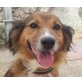 Lassie, Sheltie Mix - Hündin