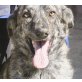 Lassie, tolle Familienhündin - Hündin