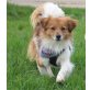 Lasso - Rüde