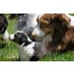 Last Action Hero, Australian Shepherd Dog Welpen - Rüde
