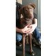 Late,kinderlieber Familienhund, Mischling - Rüde