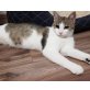 Latina, Mischling - Katze