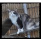 Latoya, Maine Coon - Katze