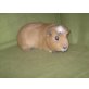 Latte, English Crested - männlich