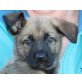 Latte, Schäferhund Mix Welpen - Hündin