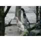 Laufenten paar Naturfarbig - männlich