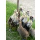 Laufenten - weiblich