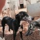 Laura 65 cm, Galgo Español - Hündin