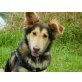 Laura, Collie Mix - Hündin