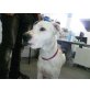 Laura, Dogo Argentinomixhündin - Hündin