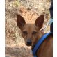 Laura, Pinscher Mix - Hündin