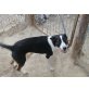 Laura, Spritzige junge Hundedame sucht ihr - Hündin