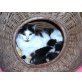 Laura und ihre Kinder, Hauskatzen - Katze