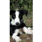 Lauri, Bordercollie Welpen - Rüde
