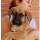 Laurie, Boxer Mischling Welpen - Hündin