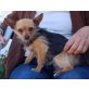 Laurita, Chihuahua Yorkie Mix - Hündin