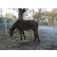 Lauser, Trakehner - Wallach