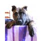 Lavinia, American Staffordshire Terrier Welpen - Hündin