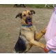 Laya, Schäferhund-MIX - Hündin