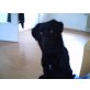 Layka, Schäferhund-labrador Mix - Hündin