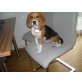 Layla, Beagle - Hündin