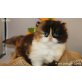 Layla, Hope, Britisch Langhaar - Katze