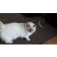 Layla, Ragdoll - Katze