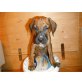 Layla, Staffordshire Bullterrier/Magyar Vizsla, Mix Welpen - Hündin