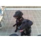 Layla und Luna, Labrador Retriever - Hündin