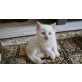 Lazar, Lars,Lübka., Perser Mix  Kitten!! - Kater