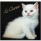 Le Chameur, Britisch Langhaar - Kater