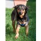 Lea 6, Pinscher-Mischlings-Hündin - Hündin