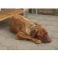 Lea, Bordeauxdogge Welpen - Hündin
