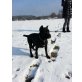 Lea, Cane Corso Welpen - Hündin
