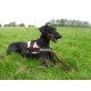 Lea, Dobermann - Hündin