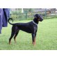 Lea, Dobermann - Hündin