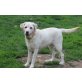 Lea, Labrador Retriever - Hündin