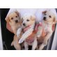 Lea, Leo usw., Golden Retriever-Labrador Welpen - Hündin