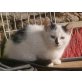 Lea, lustig gezeichnetes Katzenmädchen :) - Katze