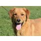 Lea, toller Familienhund Welpen - Hündin
