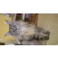Leah, Maine Coon - Katze