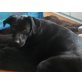 Leandra, Labradormischling - Hündin
