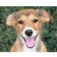 Leandra, bildhübsches Collie Mädel Welpen - Hündin